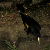 Yellow-rumped Cacique